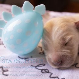 Grey - Golden Retriever puppy in Grand Blanc, Michigan from Vista Goldens