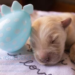 Grey - Golden Retriever puppy in Grand Blanc, Michigan from Vista Goldens
