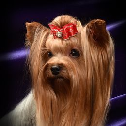 Viola - Yorkshire Terrier