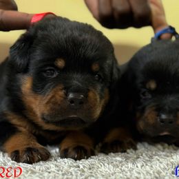 Red male - Black and mahogany male Rottweiler puppy in Kissimmee, Florida from Macht Haus Rottweilers