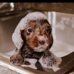 CKC Longhair Chocolate - Chocolate male Dachshund puppy in Ocala, Florida from Darling Doxies of Ocala