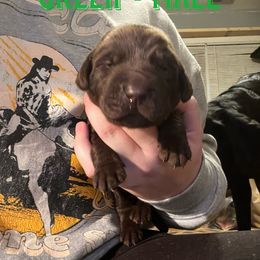 Boy 1 - Chocolate Labrador Retriever puppy in Chesapeake, Virginia from Dixie Creek Labradors
