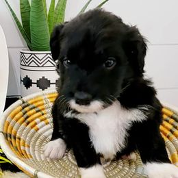 Aussiedoodles from Doodle N' Coop