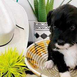 Aussiedoodles from Doodle N' Coop