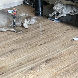 Weimaraner Puppies from Rowan’s Weimaraners