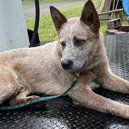 Australian Cattle Dogs from Circle V Ranch Cattle Dogs