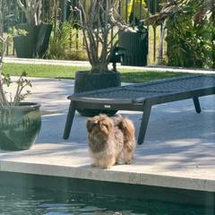 Sunshine Mi-Ki's Jacob - Brown male Mi-Ki puppy in Fort Myers Beach, Florida from Sunshine Mi-Ki's