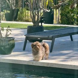 Sunshine Mi-Ki's Jacob - Brown male Mi-Ki puppy in Fort Myers Beach, Florida from Sunshine Mi-Ki's