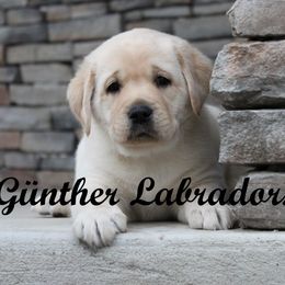 Labrador Retriever Puppies from Günther Labradors