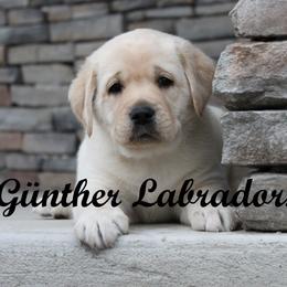 Labrador Retriever Puppies from Günther Labradors