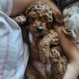 Cavapoo Puppies from North Ranch Doodles