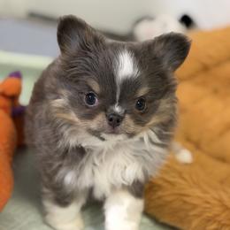 Bluey - Blue and tan male Chihuahua puppy in Newport Beach, California from Exotic City Pomeranians and chihuahuas