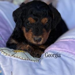 Georgia - Phantom female Poodle puppy in Waco, Texas from Poodle Paradise