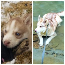 Siberian Husky Puppies from Dixie's Siberians