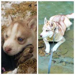 Siberian Husky Puppies from Dixie's Siberians