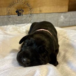 Labrador Retriever Puppies from RPAs Priceless Labradors