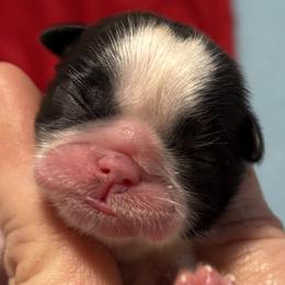 Colleen - Black and white female Shih Tzu puppy in Sharon, Pennsylvania from Keystone Danes and Shih tzus