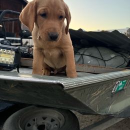 Blue Collar - Yellow Labrador Retriever puppy in Sandy, Utah from Kristen's Labs