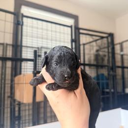 Luigi - Green Band - Black male Poodle puppy in Plainfield, New Jersey from Caris Paws Poodles and Labradoodles