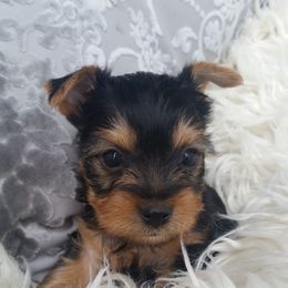 Yorkshire Terrier Puppies from Kay's Yorkshire Terriers