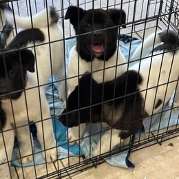 Akita Puppies from Gloe Akita's