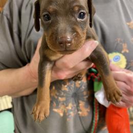Boy 3 - Chocolate and rust male Miniature Pinscher puppy in Howell, Michigan from FreeSpirit Miniature Pinschers