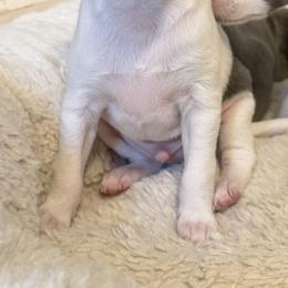 Mikky Way - White and blue male Italian Greyhound puppy in New York, New York from Julia's Italian Greyhounds