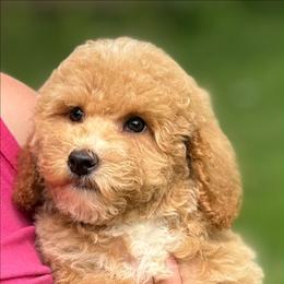 Sage - Phantom male Goldendoodle puppy in Norton, Ohio from Keepsake Doodles