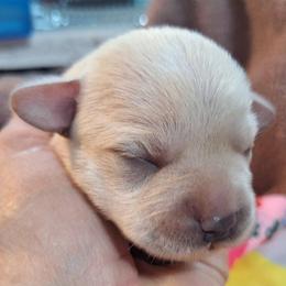 Female 2 - White female Schnoodle puppy in New Cambria, Kansas from Shrivers' Sweethearts