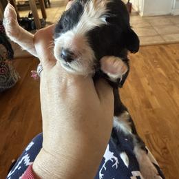 Girl 1 - Black and white female Aussiedoodle puppy in Four Oaks, North Carolina from RoseWest Farms