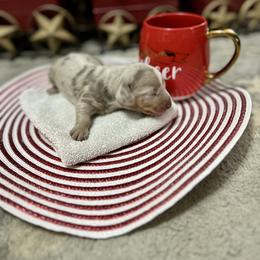 Dachshund Puppies from Honey Creek Doxies