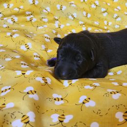Purple Girl - Black female German Shepherd puppy in Genoa, Illinois from vom ehrenSchutz German Shepherds