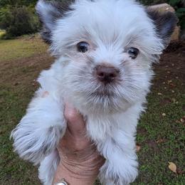 Rex - Parti male Yorkshire Terrier puppy in Gaylesville, Alabama from Sweet Alabama Yorkies