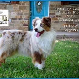 Sassy Lil I Am For Real - Red merle male Miniature Australian Shepherd puppy in Madisonville, Texas from Flying LL Aussies