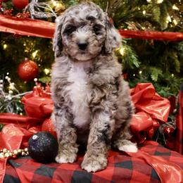 Bernedoodle and Cavapoo Puppies from Lawler’s Legacy Litters