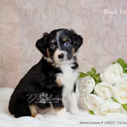 Raven - Black tri female Miniature Australian Shepherd puppy in Mechanicsburg, Pennsylvania from TJ's Aussies