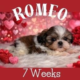 Romeo - Gold and white male Shih Tzu puppy in Hayden, Idaho from Phoenix Shih Tzu