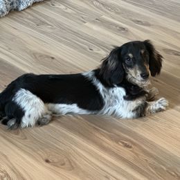 Gus Gus - Dachshund