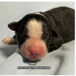 Zoro - Black tri-color male Australian Shepherd puppy in Bethany, Connecticut from Wynter Thyme Manor Australian shepherds