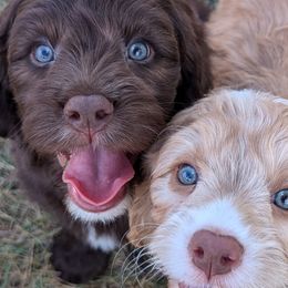 Cavapoos from WW Cavapoos