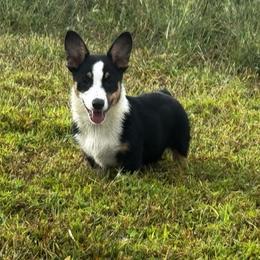 Cookie - Black and white female American Corgi puppy in Nortonville, Kansas from Low Riders Corgis & Mini Aussies