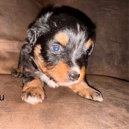 Black Tri female 1 - Black tri female Miniature Australian Shepherd puppy in Redding, California from Lavish Luxuries Mini and Toy Australian Shepherds