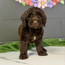 Clyde - Brown male Bernedoodle puppy in Winfield, Alabama from Rose Lane Doodles