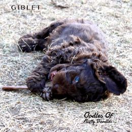 Australian Labradoodle Puppies from Oodles Of Fluffy Doodles