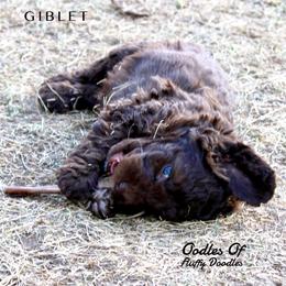 Australian Labradoodle Puppies from Oodles Of Fluffy Doodles