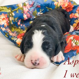 Aussiedoodle Puppies from Ridgeline Doodles