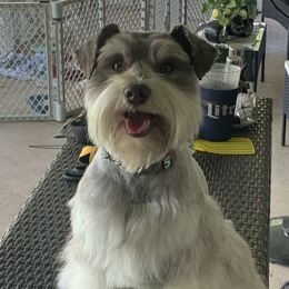 Kylo - Miniature Schnauzer