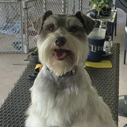 Kylo - Miniature Schnauzer