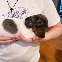 Comet - Black and tan male Dachshund puppy in Bear Creek, North Carolina from Bear Creek Mini Dachshunds