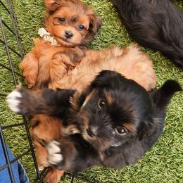 Boy 2 - Red sable Havanese puppy in Salt Lake City, Utah from Steal Your Heart Havanese